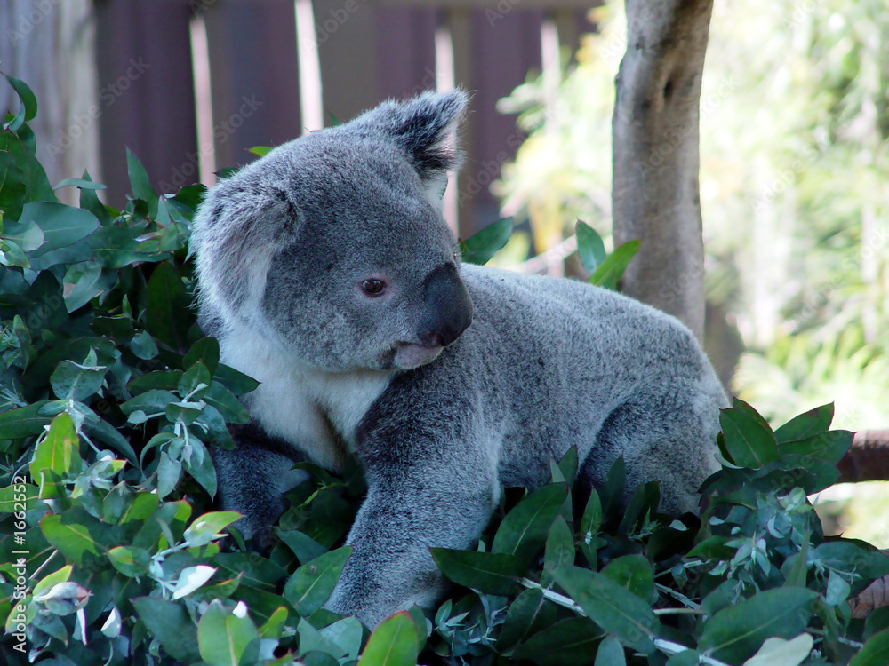 Obraz premium koala sitting on eucalyptus