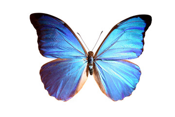 Poster Vlinder Blauwe morpho schitterende vleugels natuur  © Peterfactors