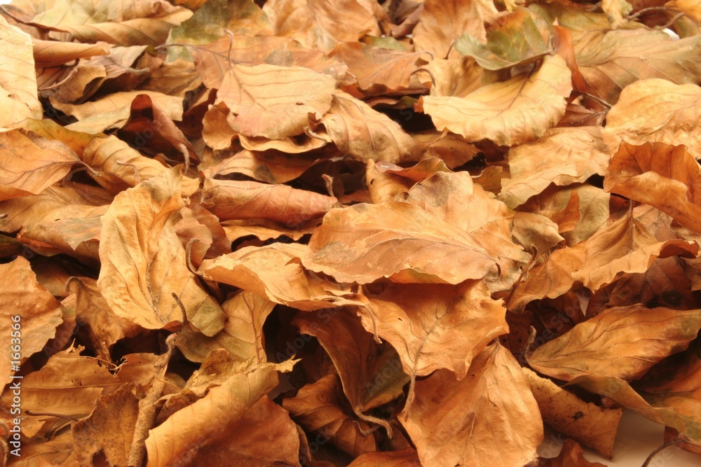 autumn leaves autumn leaves