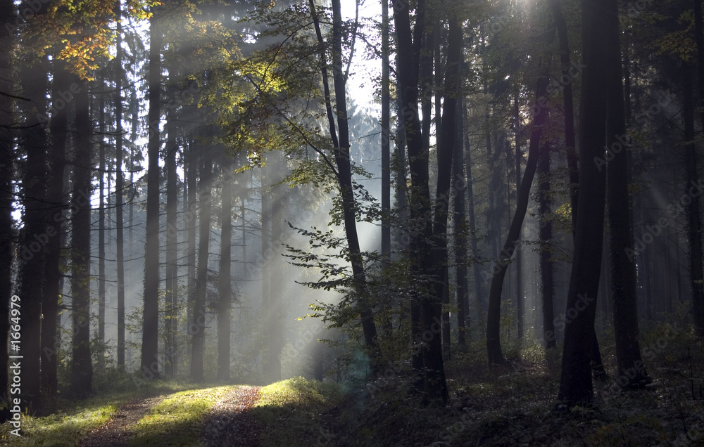 Fototapeta premium rai de lumière