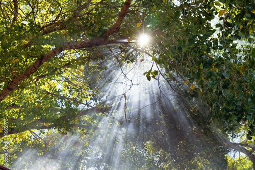 Fényképezés beams of light through forest