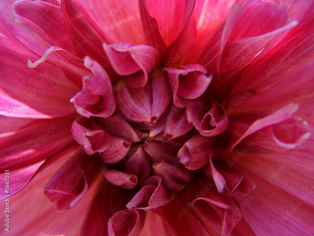 dahlia