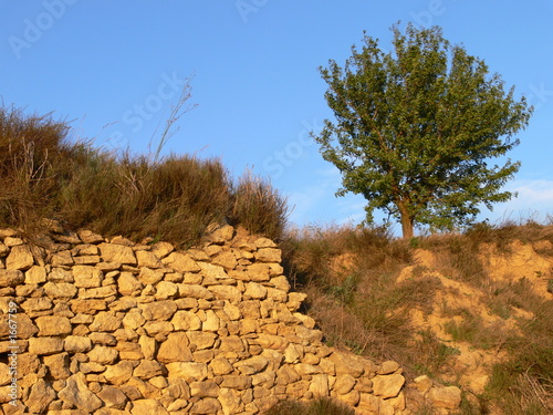 mur et arbre