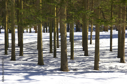 tree shadows in winter forest
