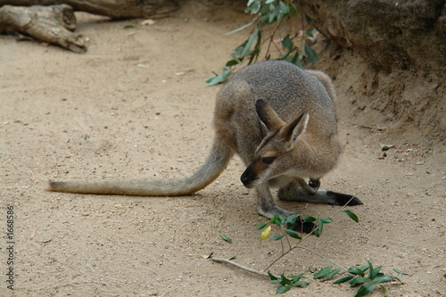 wallaby
