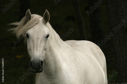white horse © estima