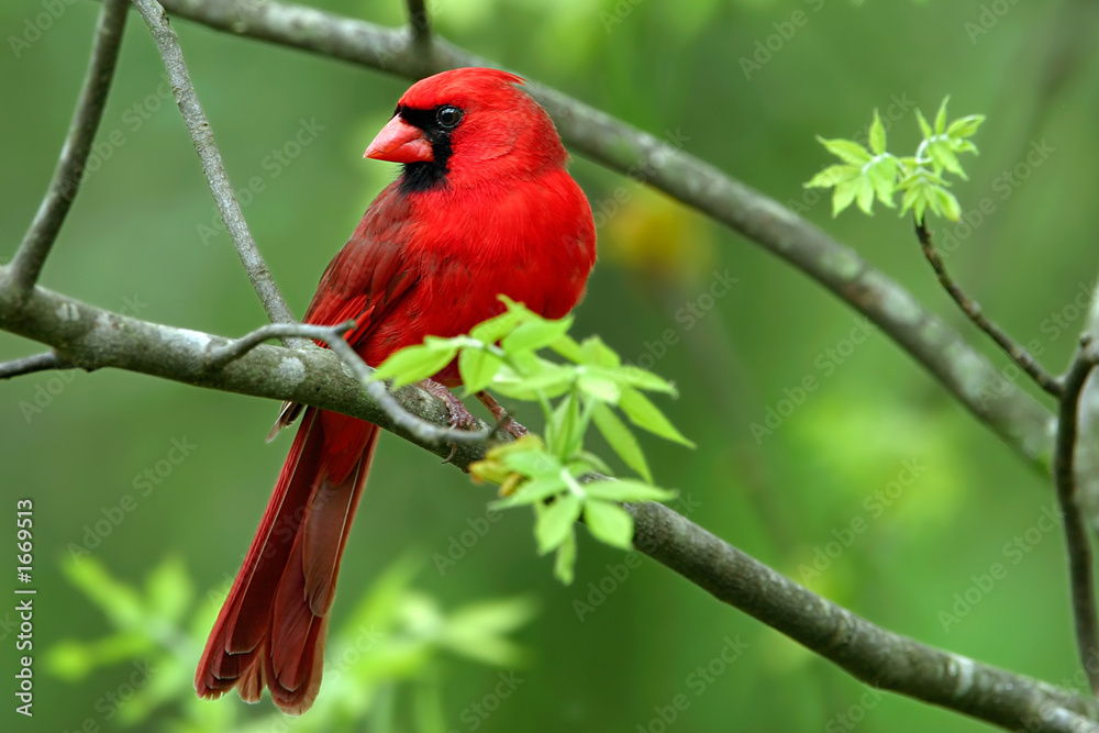 Fototapeta premium cardinal