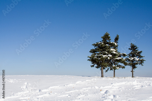 firs on top of a hill.