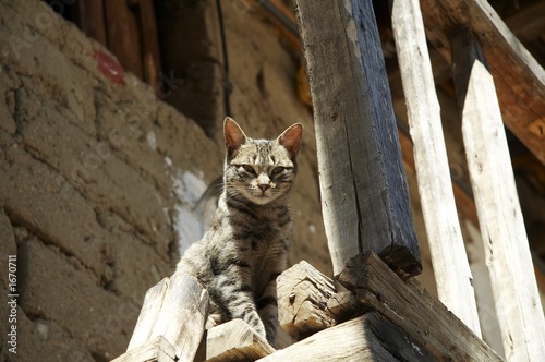 cat © Galyna Andrushko