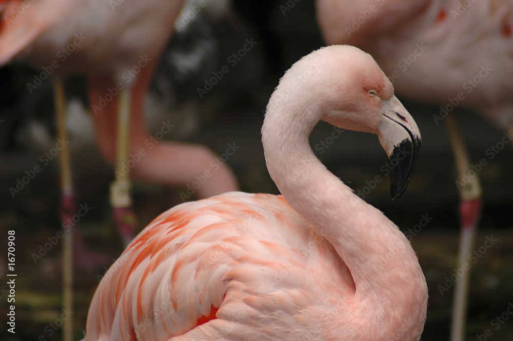 flamingo 13