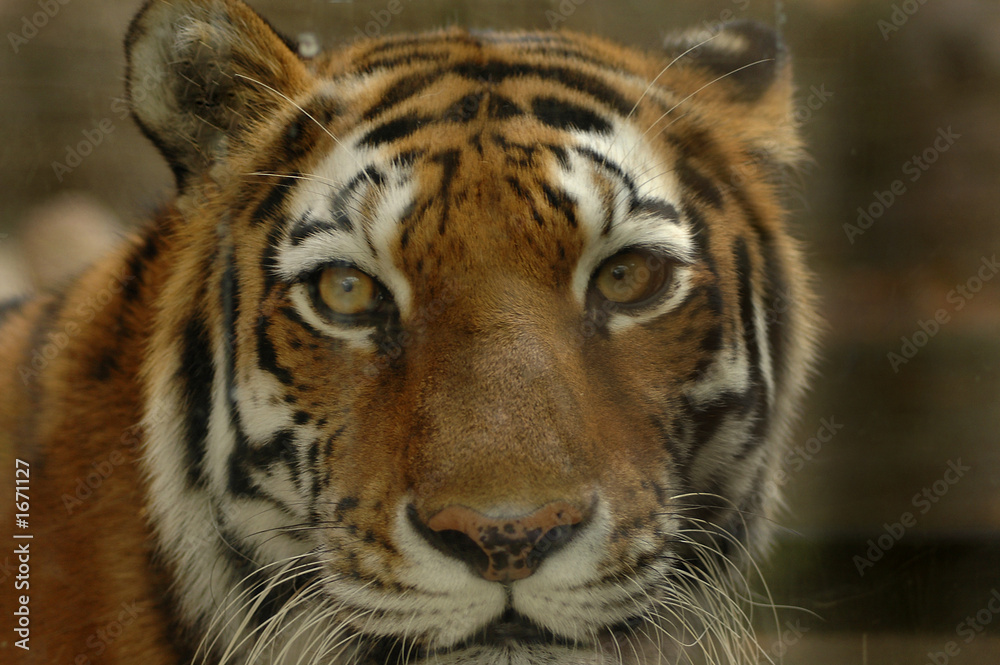 tiger 4 tiger 4