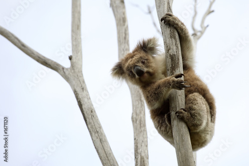 wild koala up a tree