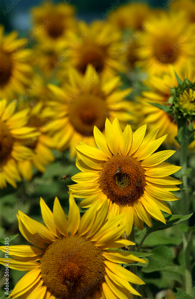 field of sun field of sun