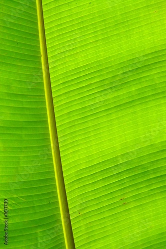 bananenblatt