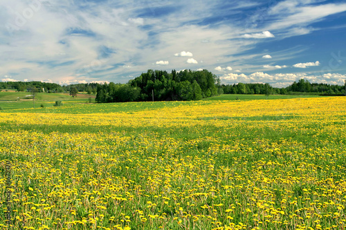 field of dandelions