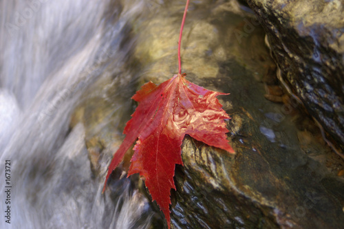 maple leaf