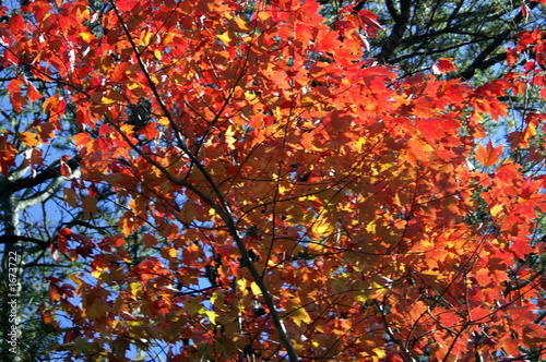 red maple leaves