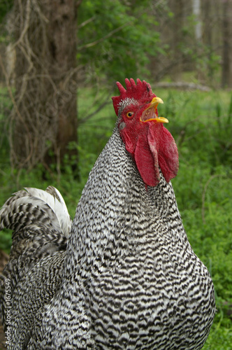 noisy chicken