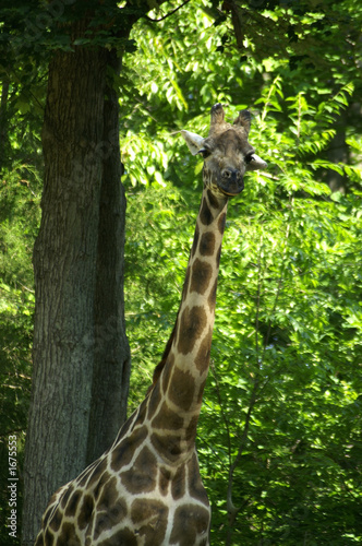 giraffe