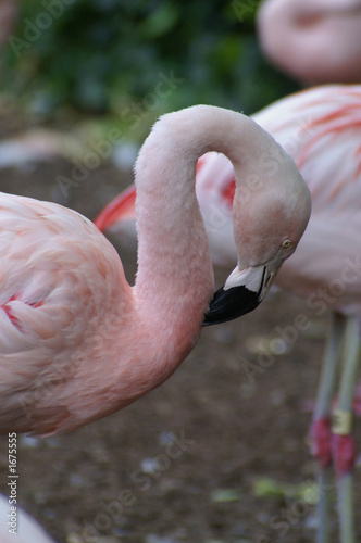 flamingo