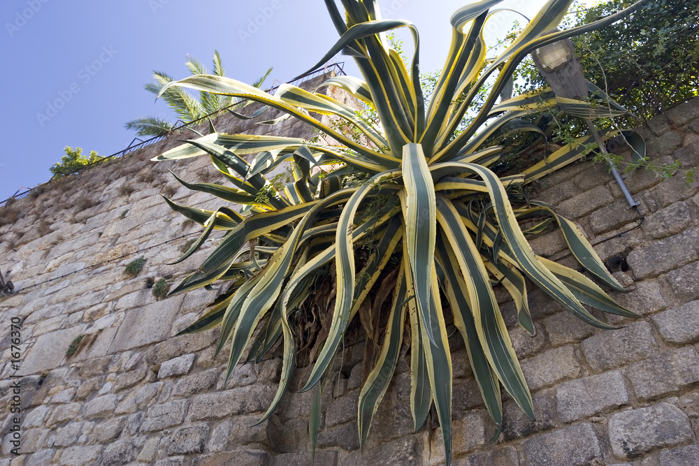 Obraz premium big street agave