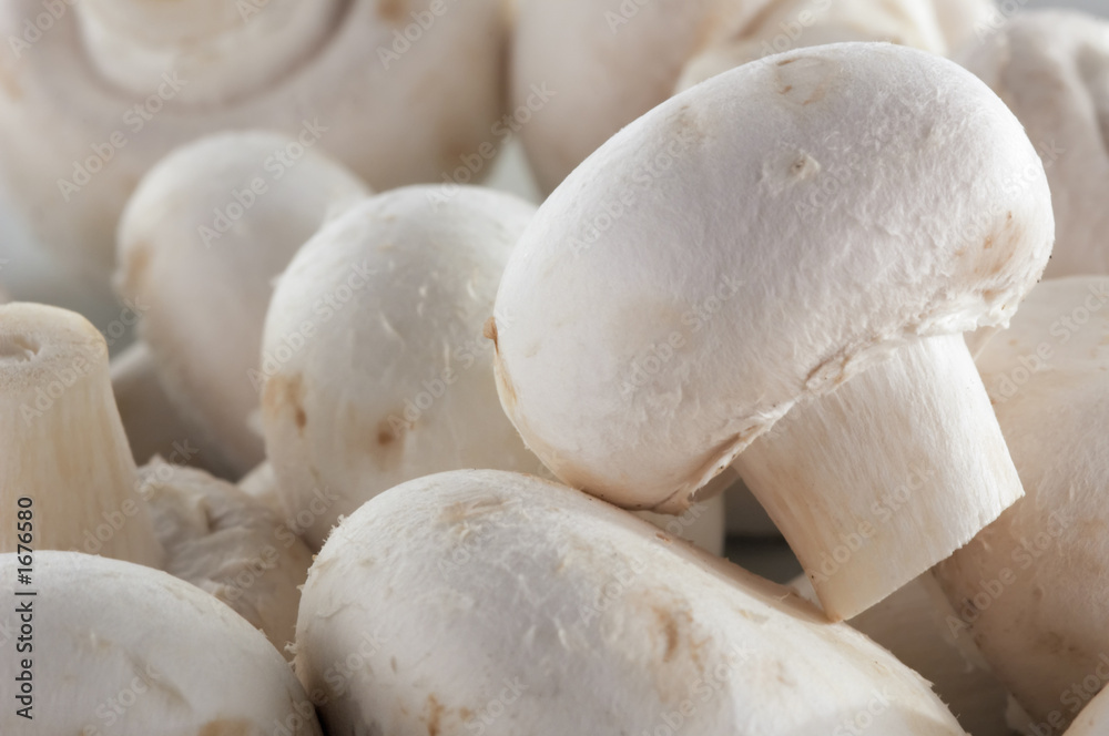 mushroom background mushroom background