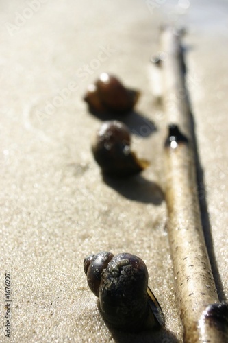 Принти на полотні seashell on a seaside