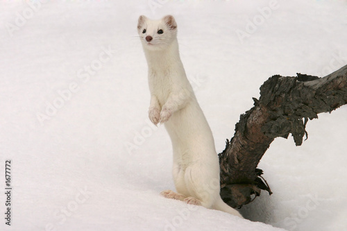 ermine photo