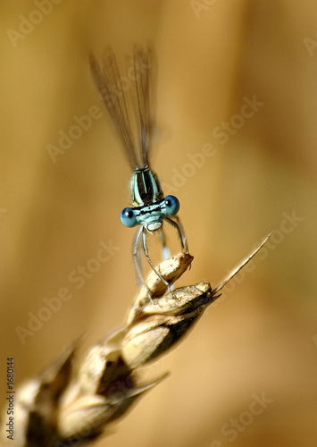 demoiselle aux grands yeux photo