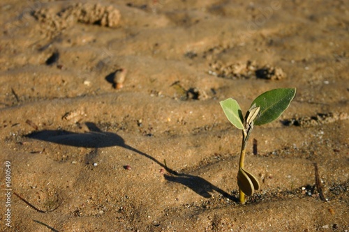 Fotografía mangrove seedling