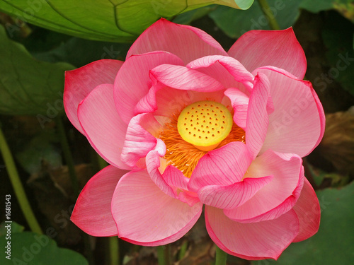 full framed large pink lotus bloom