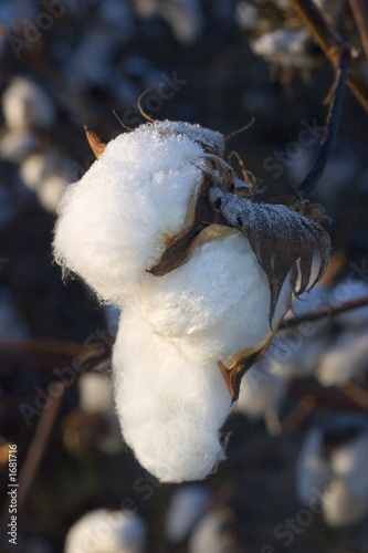 Fototapeta Naklejka Na Ścianę i Meble -  frosty cotton