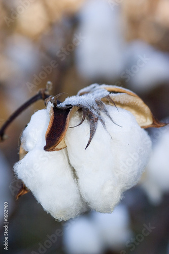 frosty cotton