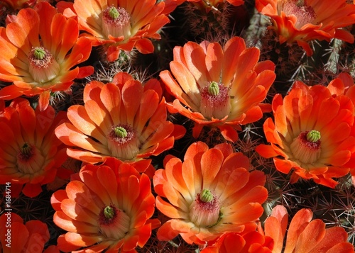 arizona barrel cactus 023 photo