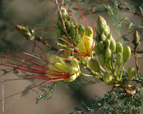 desert bird of paradise photo