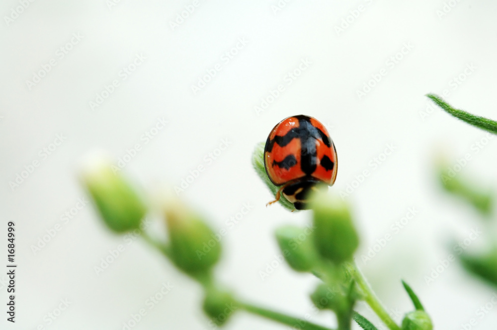 Fototapeta premium ladybird on top of a compositae flower