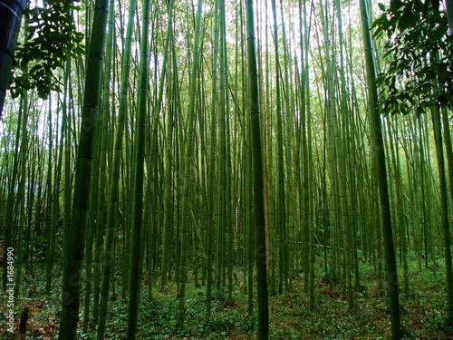 bamboo forest