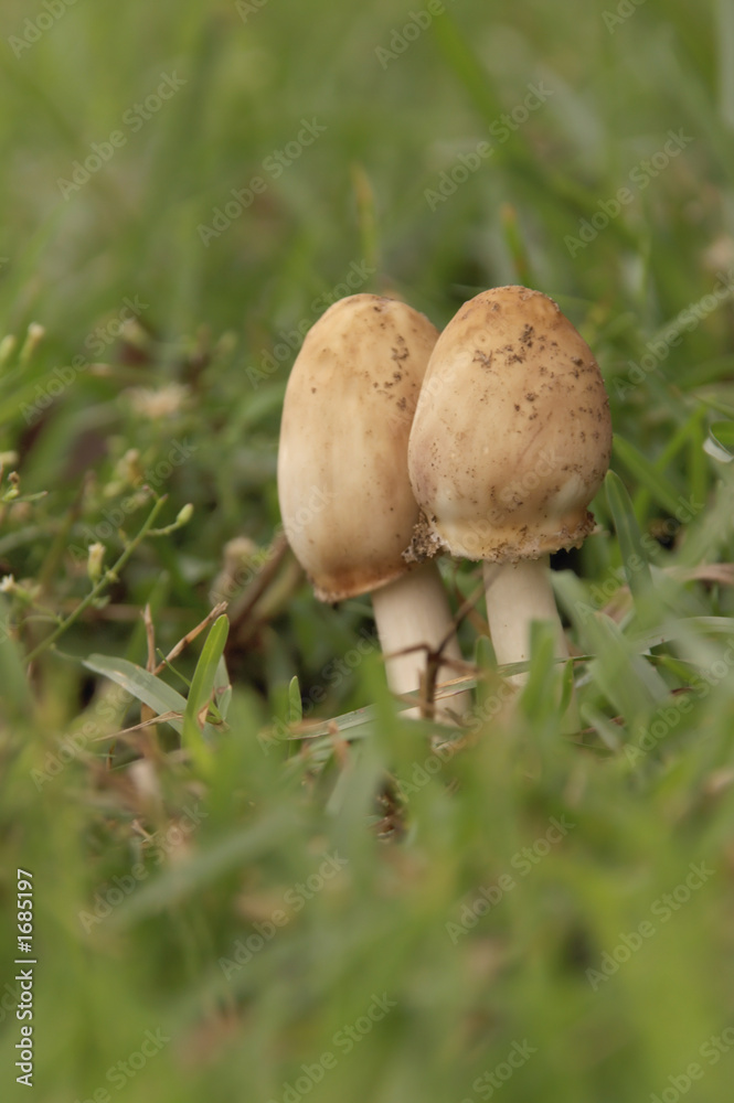 poisonous wild mushrooms poisonous wild mushrooms