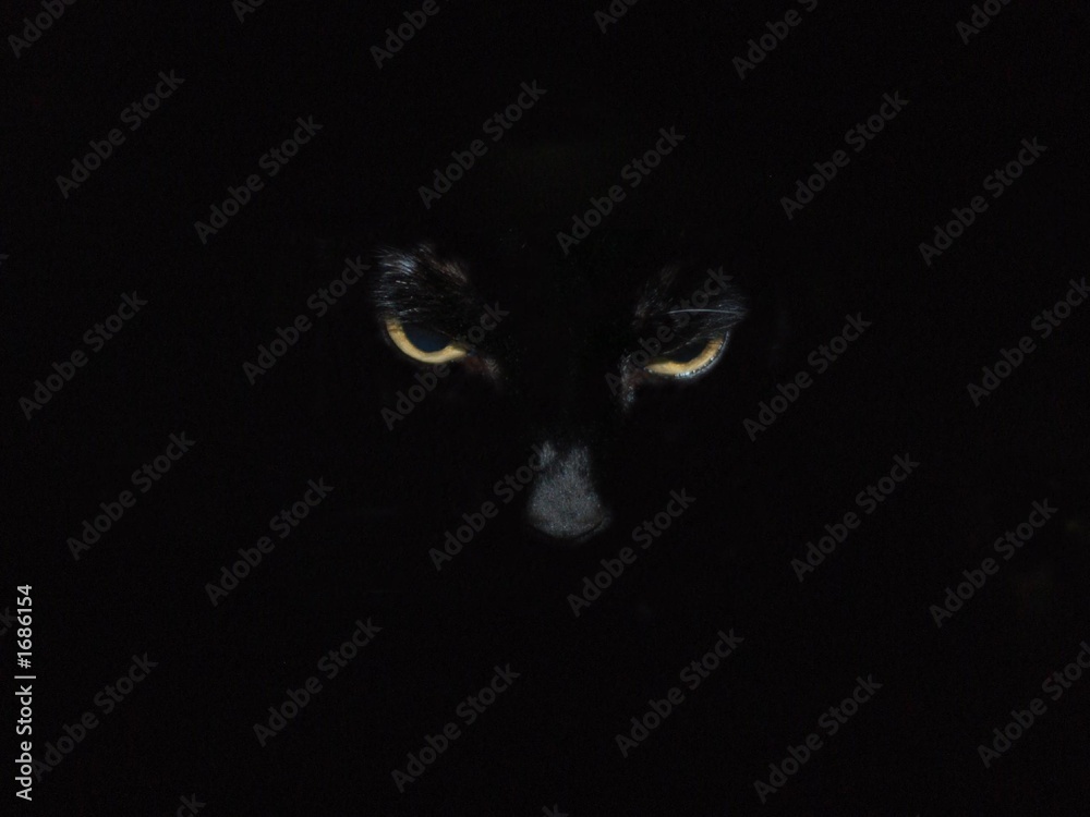 amber eyes black cat