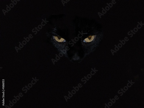 amber eyes black cat photo