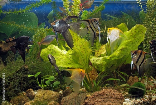 aquarium 1