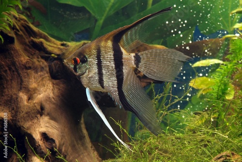 aquarium-scalar 2