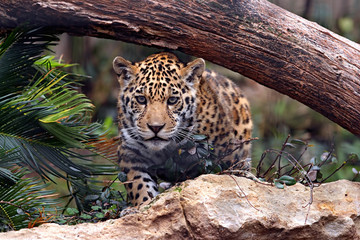 ready to pounce
