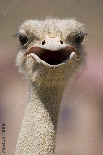 ostrich looking at camera
