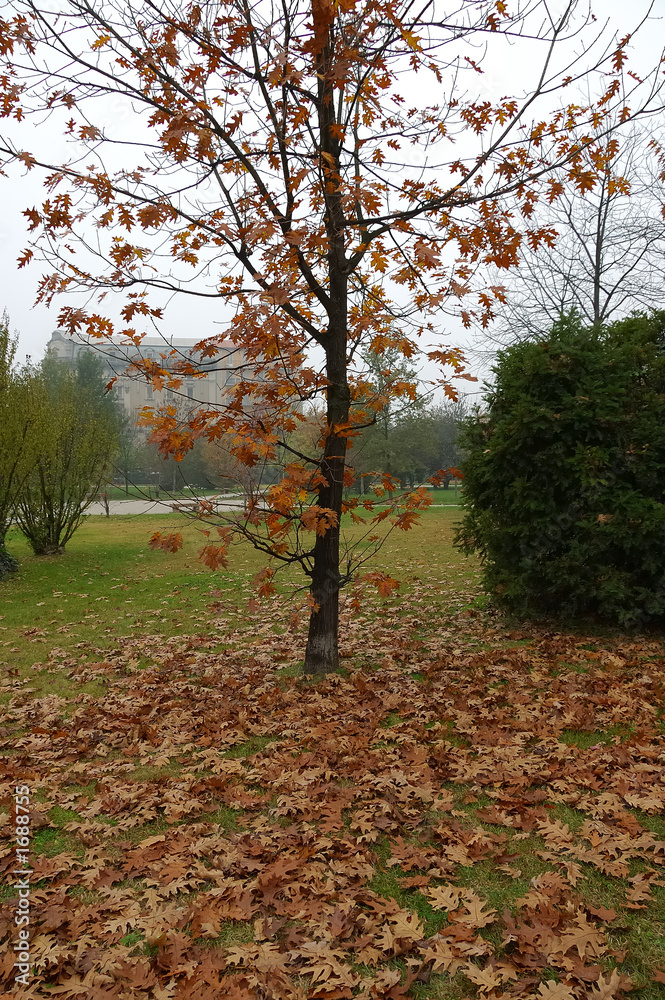 Fototapeta premium autumn in pavia