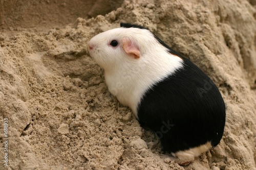 cavy on a hill photo