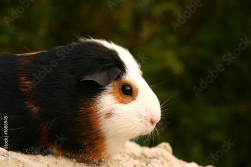 guinee pig potret