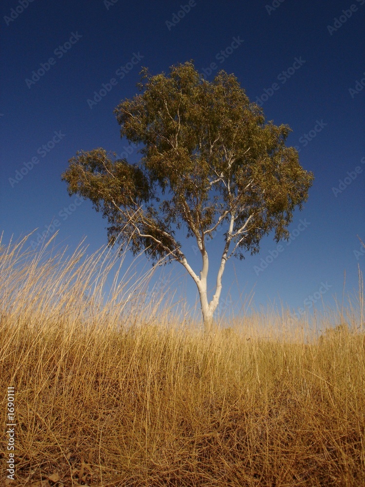 Fototapeta premium eucalyptus tree