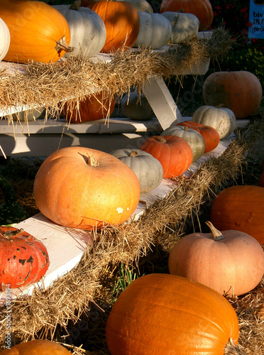 kürbisse in der sonne