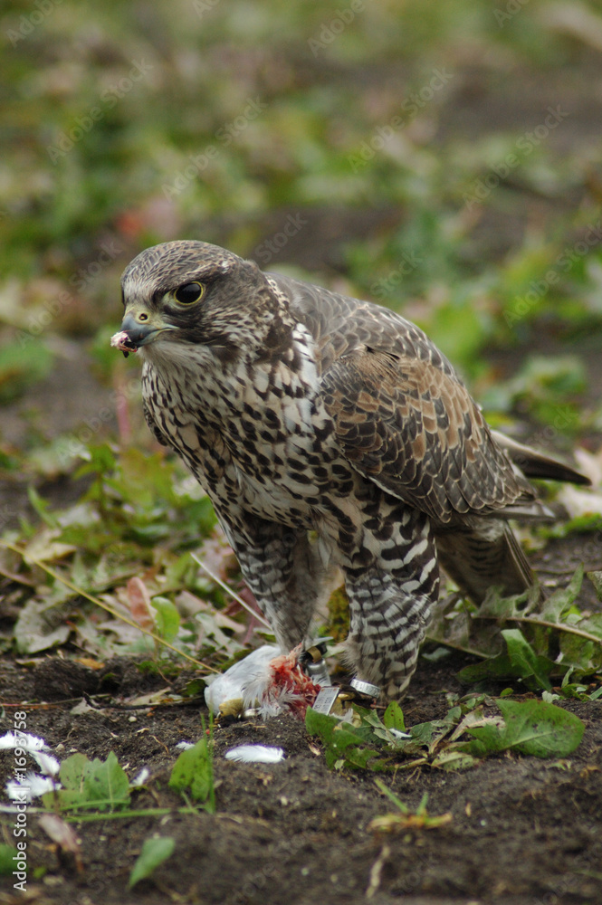 falcon1 falcon1